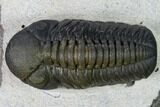 Nice, Austerops Trilobite - Visible Eye Facets #165911-2